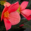 Begónie 'I'conia First Kiss Hot Pink' - Begonia 'I'conia First Kiss Hot Pink'