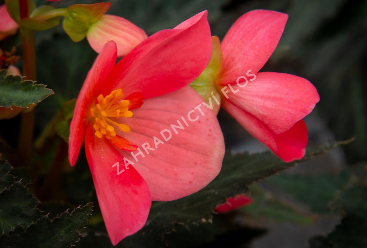 Begónie 'I'conia First Kiss Hot Pink' - Begonia 'I'conia First Kiss Hot Pink'