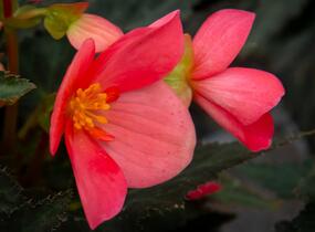 Begónie 'I'conia First Kiss Hot Pink' - Begonia 'I'conia First Kiss Hot Pink'