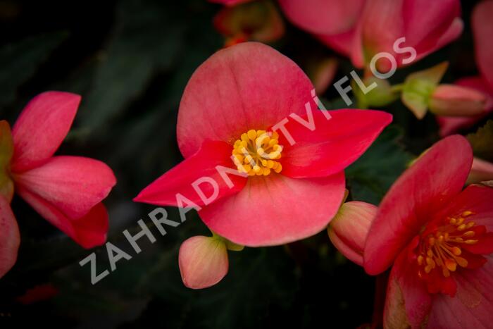 Begónie 'I'conia First Kiss Hot Pink' - Begonia 'I'conia First Kiss Hot Pink'