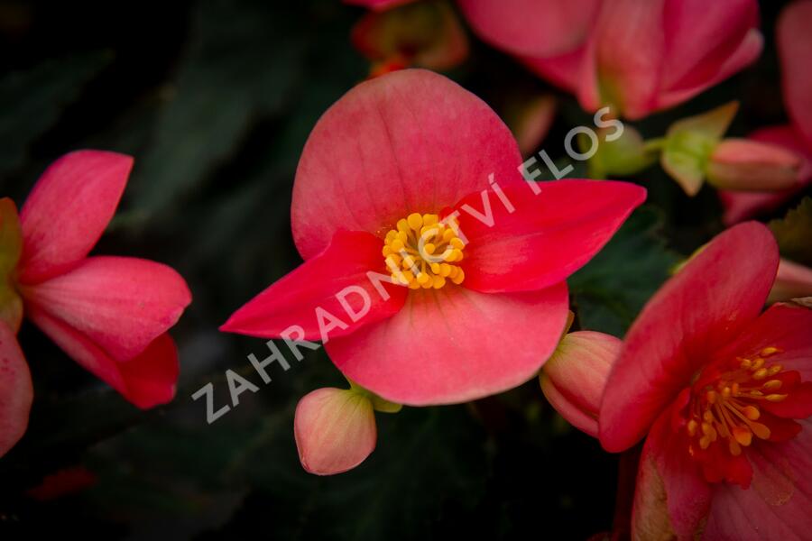 Begónie 'I'conia First Kiss Hot Pink' - Begonia 'I'conia First Kiss Hot Pink'