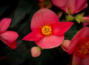 Begónie 'I'conia First Kiss Hot Pink' - Begonia 'I'conia First Kiss Hot Pink'