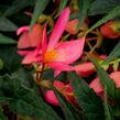 Begónie bolívijská 'Bellavista Rose' - Begonia boliviensis 'Bellavista Rose'