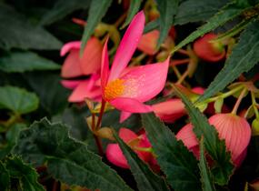 Begónie bolívijská 'Bellavista Rose' - Begonia boliviensis 'Bellavista Rose'