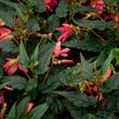 Begónie bolívijská 'Bellavista Rose' - Begonia boliviensis 'Bellavista Rose'