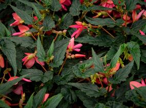 Begónie bolívijská 'Bellavista Rose' - Begonia boliviensis 'Bellavista Rose'
