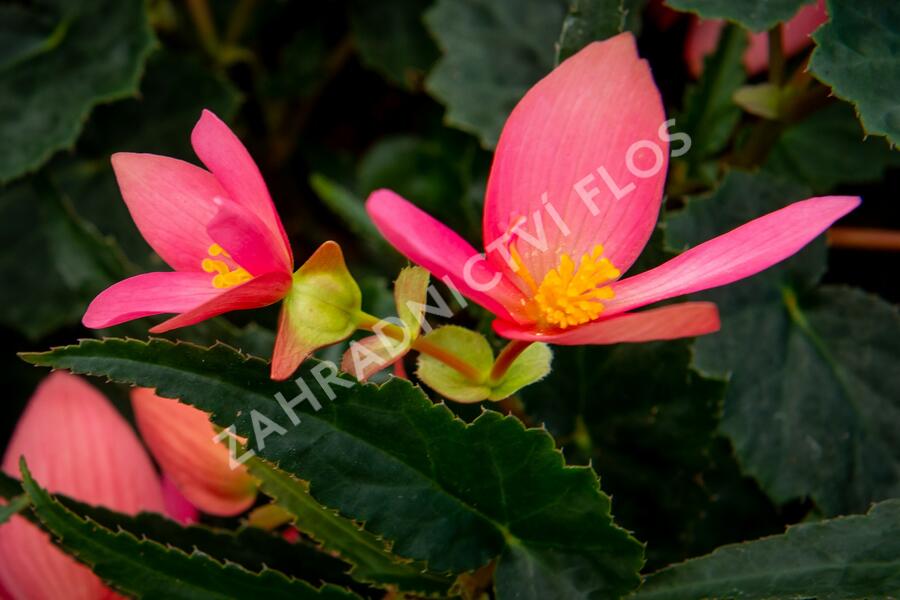 Begónie bolívijská 'Bellavista Rose' - Begonia boliviensis 'Bellavista Rose'