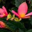 Begónie bolívijská 'Bellavista Rose' - Begonia boliviensis 'Bellavista Rose'