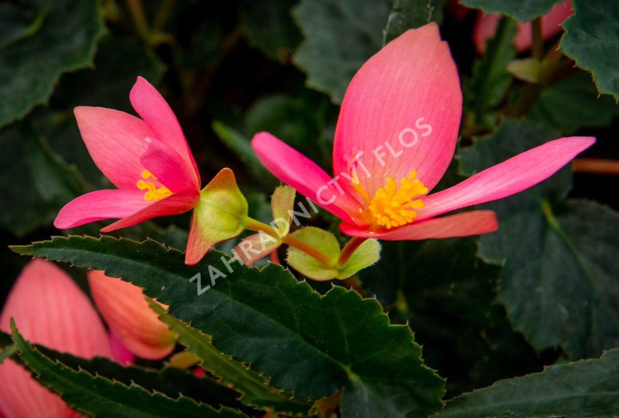 Begónie bolívijská 'Bellavista Rose' - Begonia boliviensis 'Bellavista Rose'