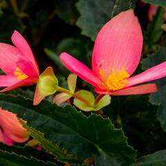 Begónie bolívijská 'Bellavista Rose' - Begonia boliviensis 'Bellavista Rose'