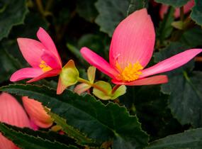 Begónie bolívijská 'Bellavista Rose' - Begonia boliviensis 'Bellavista Rose'