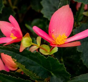 Begónie bolívijská 'Bellavista Rose' - Begonia boliviensis 'Bellavista Rose'