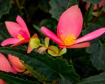 Begónie bolívijská 'Bellavista Rose'