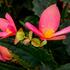 begonie-bolivijska-bellavista-rose.jpg