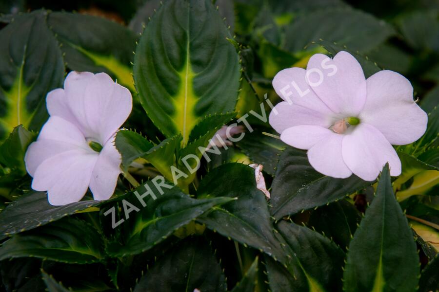 Netýkavka 'Sunpatiens Spreading White' - Impatiens Neu Guinea 'Sunpatiens Spreading White'