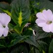 Netýkavka 'Sunpatiens Spreading White' - Impatiens Neu Guinea 'Sunpatiens Spreading White'