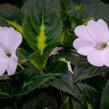 Netýkavka 'Sunpatiens Spreading White' - Impatiens Neu-Guinea 'Sunpatiens Spreading White'