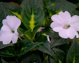 Netýkavka, balzamína 'Sunpatiens Spreading White'
