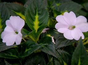 Netýkavka, balzamína 'Sunpatiens Spreading White' - Impatiens Neu Guinea 'Sunpatiens Spreading White'