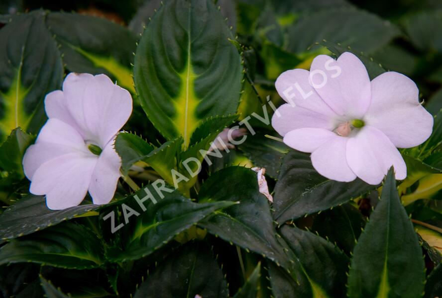 Netýkavka, balzamína 'Sunpatiens Spreading White' - Impatiens Neu Guinea 'Sunpatiens Spreading White'