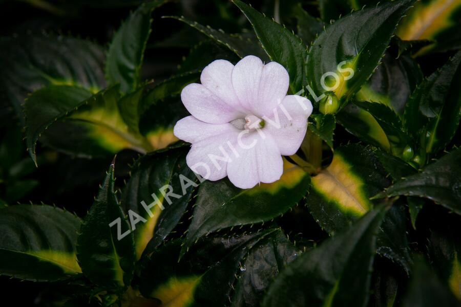 Netýkavka 'Sunpatiens Spreading White' - Impatiens Neu Guinea 'Sunpatiens Spreading White'
