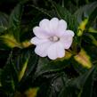 Netýkavka 'Sunpatiens Spreading White' - Impatiens Neu-Guinea 'Sunpatiens Spreading White'