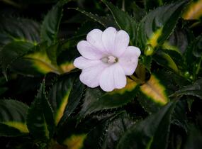 Netýkavka, balzamína 'Sunpatiens Spreading White' - Impatiens Neu Guinea 'Sunpatiens Spreading White'