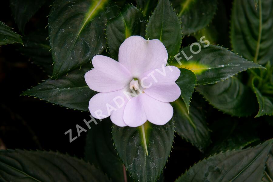 Netýkavka 'Sunpatiens Spreading White' - Impatiens Neu Guinea 'Sunpatiens Spreading White'