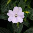 Netýkavka 'Sunpatiens Spreading White' - Impatiens Neu-Guinea 'Sunpatiens Spreading White'