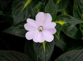 Netýkavka, balzamína 'Sunpatiens Spreading White' - Impatiens Neu Guinea 'Sunpatiens Spreading White'