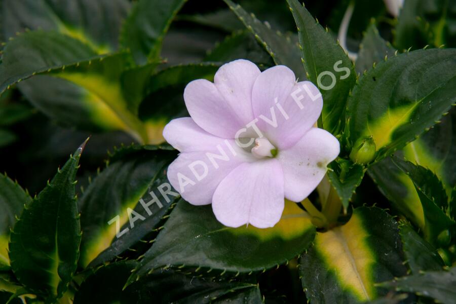 Netýkavka 'Sunpatiens Spreading White' - Impatiens Neu Guinea 'Sunpatiens Spreading White'
