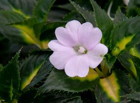 Netýkavka, balzamína 'Sunpatiens Spreading White' - Impatiens Neu Guinea 'Sunpatiens Spreading White'