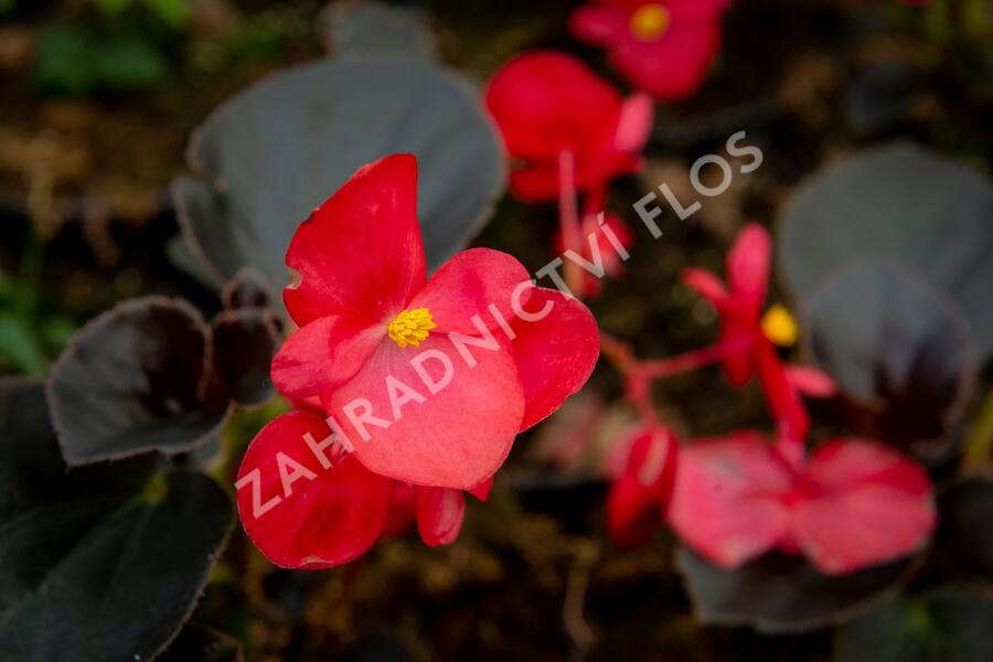 Begónie 'Red with Bronze Leaf' - Begonia benariensis 'Red with Bronze Leaf'