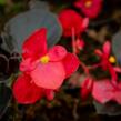 Begónie 'Red with Bronze Leaf' - Begonia benariensis 'Red with Bronze Leaf'