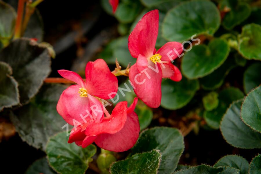 Begónie 'Red with Bronze Leaf' - Begonia benariensis 'Red with Bronze Leaf'