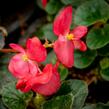 Begónie 'Red with Bronze Leaf' - Begonia benariensis 'Red with Bronze Leaf'