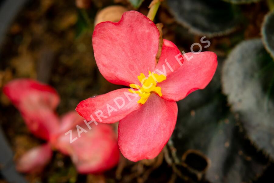 Begónie 'Red with Bronze Leaf' - Begonia benariensis 'Red with Bronze Leaf'