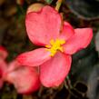 Begónie 'Red with Bronze Leaf' - Begonia benariensis 'Red with Bronze Leaf'