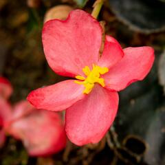 Begónie 'Red with Bronze Leaf' - Begonia benariensis 'Red with Bronze Leaf'