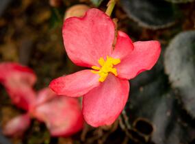 Begónie 'Red with Bronze Leaf' - Begonia bonariensis 'Red with Bronze Leaf'
