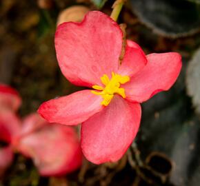 Begónie 'Red with Bronze Leaf' - Begonia benariensis 'Red with Bronze Leaf'