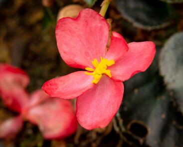 Begónie 'Red with Bronze Leaf'