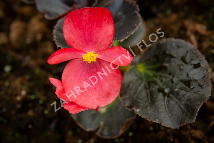 Begónie 'Red with Bronze Leaf' - Begonia benariensis 'Red with Bronze Leaf'