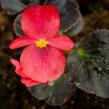 Begónie 'Red with Bronze Leaf' - Begonia benariensis 'Red with Bronze Leaf'