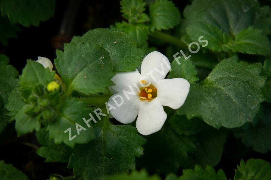 Bakopa 'Baristo Giga White' - Sutera diffusus 'Baristo Giga White'