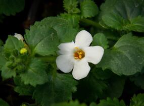 Bakopa 'Baristo Giga White' - Sutera diffusus 'Baristo Giga White'
