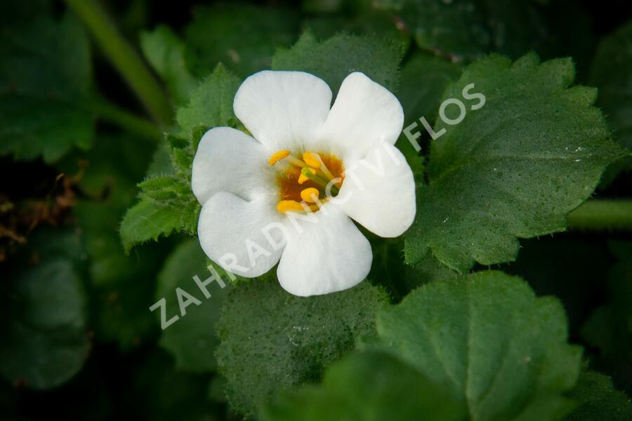 Bakopa 'Baristo Giga White' - Sutera diffusus 'Baristo Giga White'