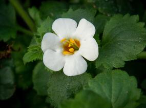 Bakopa 'Baristo Giga White' - Sutera diffusus 'Baristo Giga White'