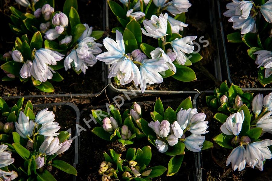 Ladoňka bleděmodrá - Scilla mischtschenkoana