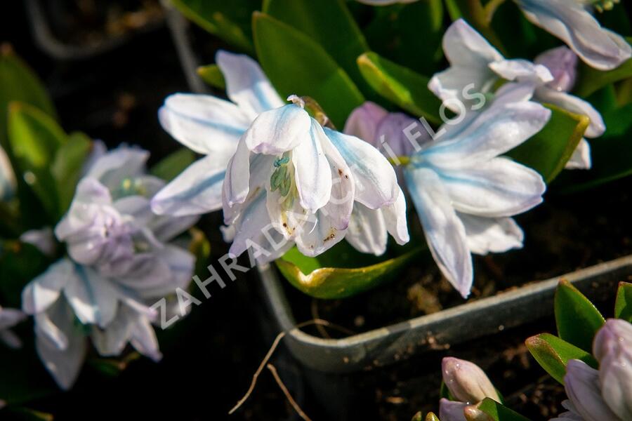 Ladoňka bleděmodrá - Scilla mischtschenkoana
